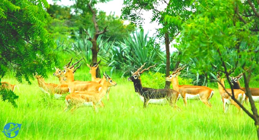 Machiya Safari Park, Best places to visit in Jodhpur
