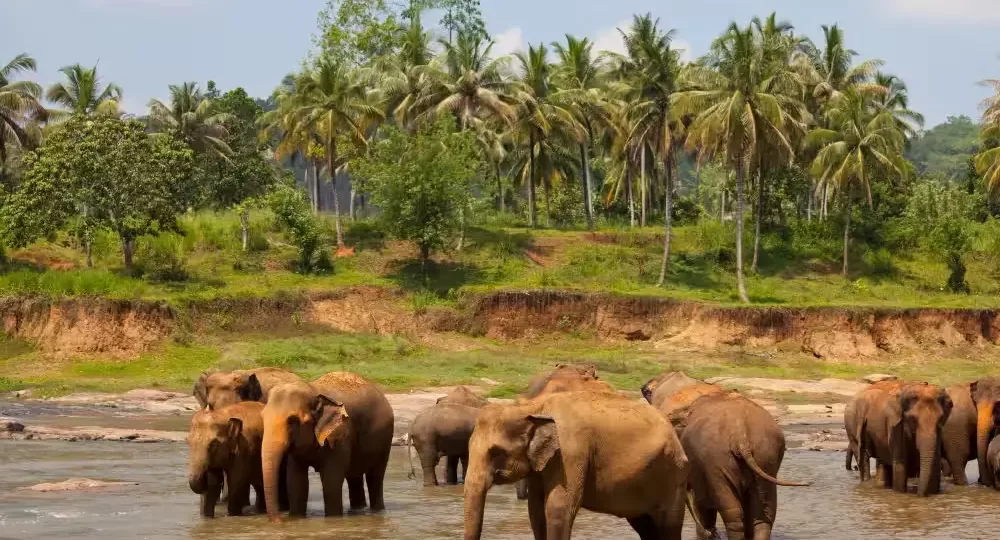 elephants in middle of lake at Tholpetty Wildlife Sanctuary