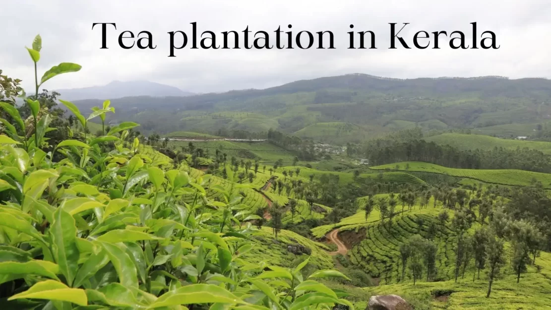 a green landscape with hills and trees : Tea plantation in Kerala